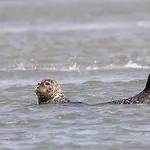 Ptit Somme En Baie Сasa de vacaciones *
