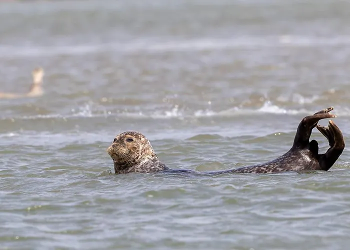 Ptit Somme En Baie Vakantiehuis *