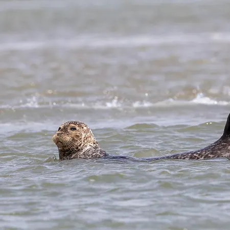 Ptit Somme En Baie Дом отдыха *